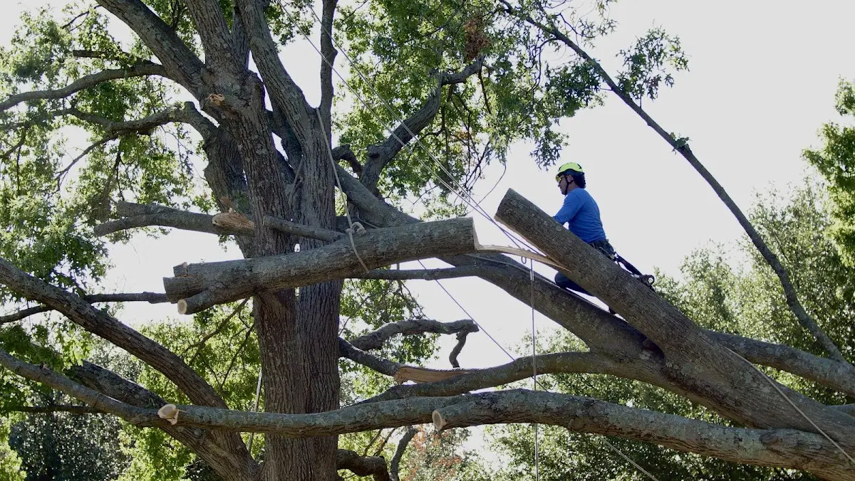 Professional Crown Thinning performed by certified arborists in Belle Rose